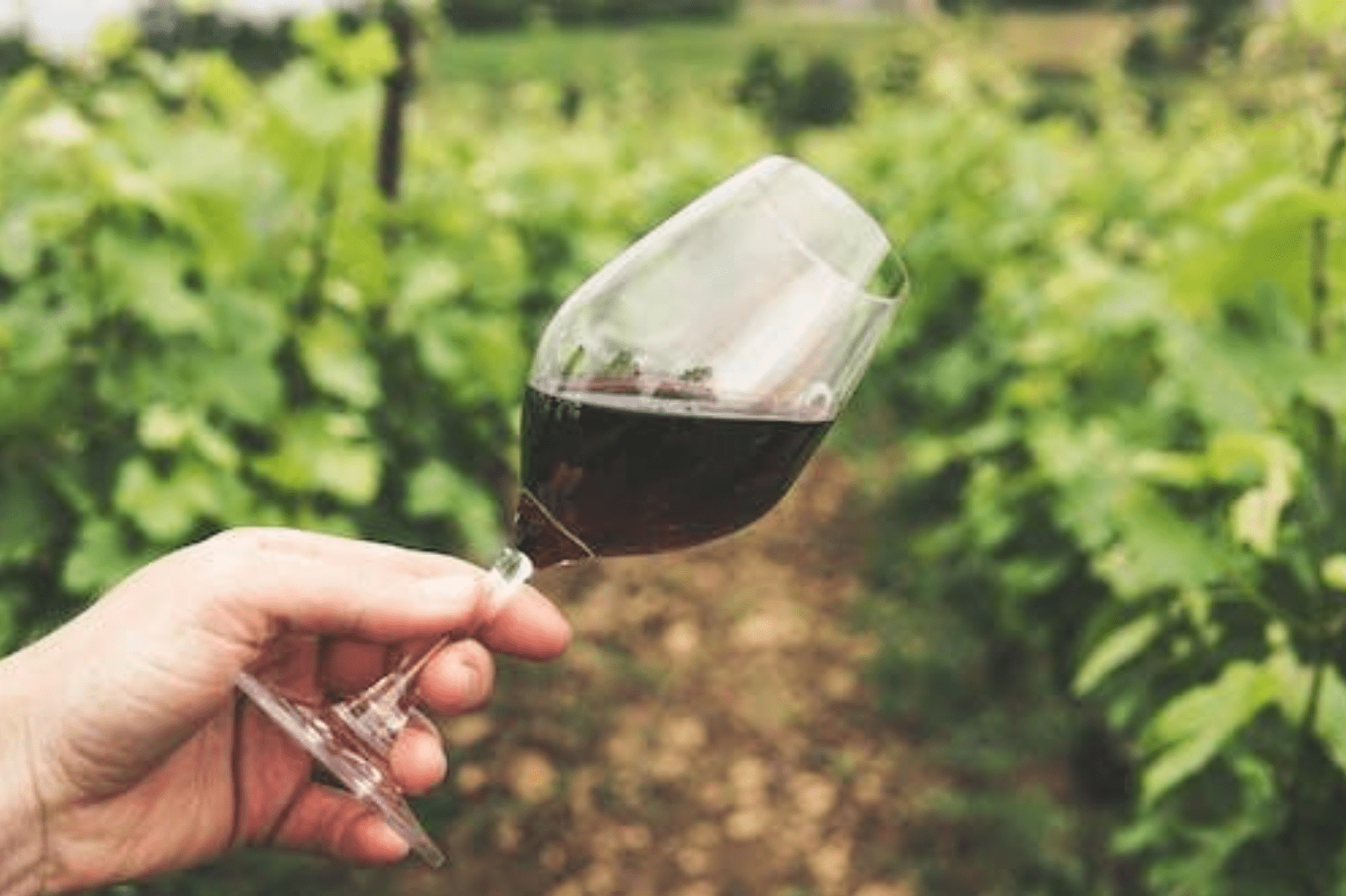 A person holding a glass of red wine in a vineyard